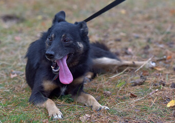 black and brown dog mongrel at animal shelter