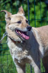 beige mongrel dog on a leash against a background of greenery in summer