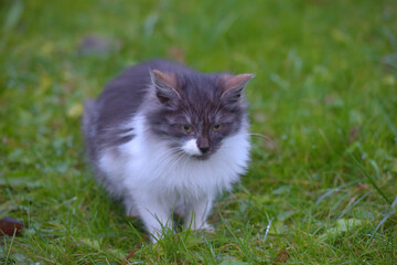 abandoned homeless kittens on the street