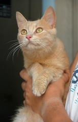 cute peach colored cat in hand