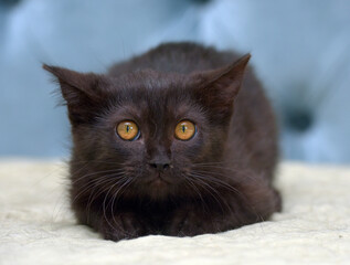 black kitten with a wary expression of the muzzle
