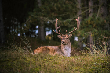 deer in the wild nature in the netherlands