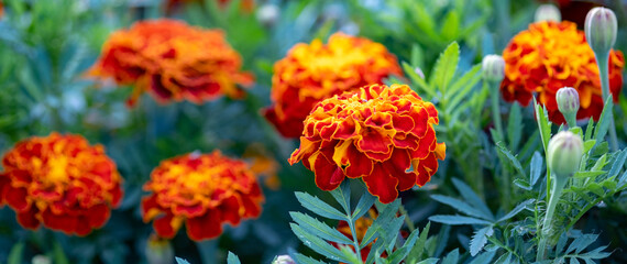 Obraz na płótnie Canvas Close-up of beautiful marigold flowers in the garden. Gardening and floriculture concept. Soft focus