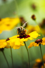 bee collecting nectar from a flower