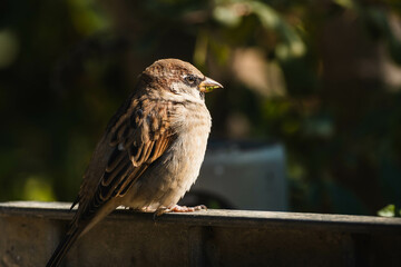 house sparrow resting while sunbathing