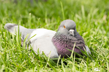 pigeon enjoying a sunny day on the green grass