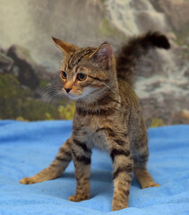brown tabby kitten european shorthair