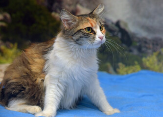 cute fluffy tricolor cat on the bed