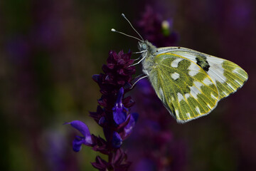 The insect that inhabits the wild plant-the butterfly of the cloudy Pink Butterfly