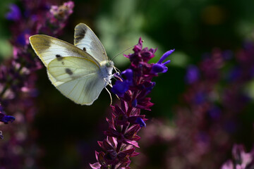 The insect that inhabits the wild plant-the butterfly of the cloudy Pink Butterfly