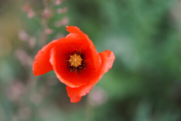 Coquelicot 6