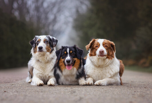 Cute dogs australian shepherd aussie sit on the road in the forest in autumn spring summer. Selective focus image