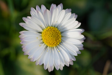 Fleur pâquerette 3
