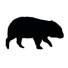 Vector hand drawn wombat silhouette isolated on white background