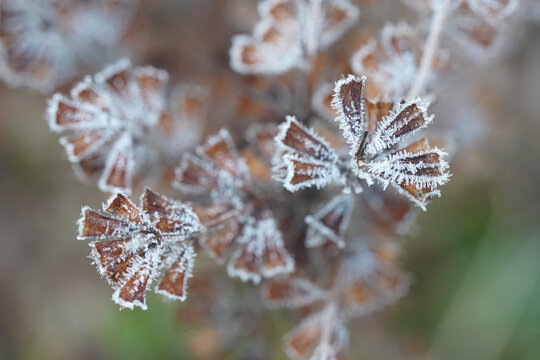 M&eacute;lisse givr&eacute;e
