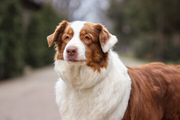 A cute dog australian shepherd aussie sits on the road in the forest in autumn spring summer. Selective focus image