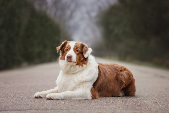 A cute dog australian shepherd aussie sits on the road in the forest in autumn spring summer. Selective focus image