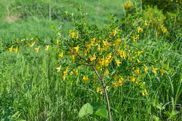 Flowering bush of Siberian yellow acacia