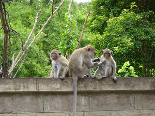 Monkeys family life