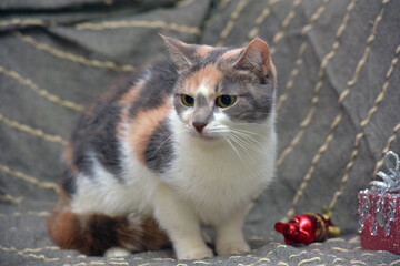 Tricolor cat with white, red and gray