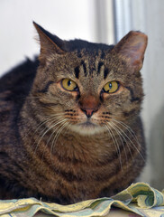 large tabby cat with cropped ear at an animal shelter - 479750647