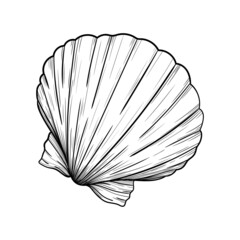 sea shell vector line illustration