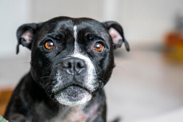 a black english stafford dog looking at the camera