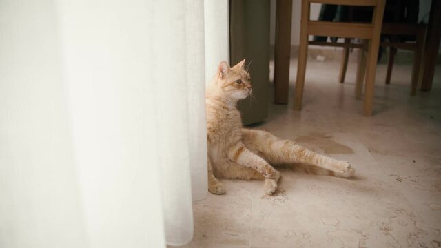 A cinematic shot of a cute playful ginger cat sitting by the curtain in the living room.