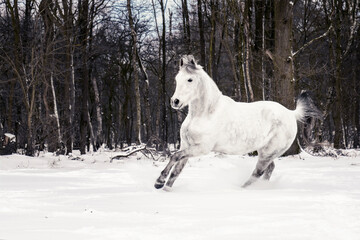 Arabian horse galloping trough snow