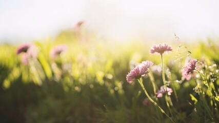 natural flower meadow on a sunny spring day, selective focus