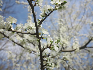 blossom apple tree