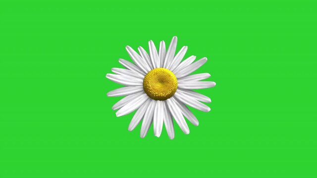 animation of a blooming daisy flower on a green background