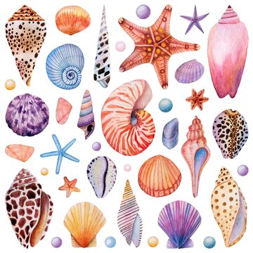 Watercolor Seashell Starfish and Scallop Set