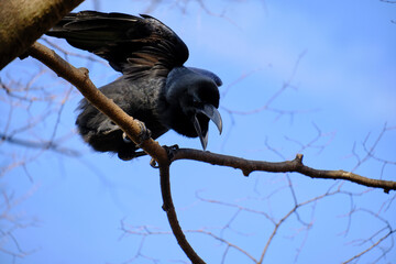 都会の公園のカラス