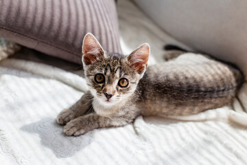 mały kotek kicia bury kot cute cat © Maciej