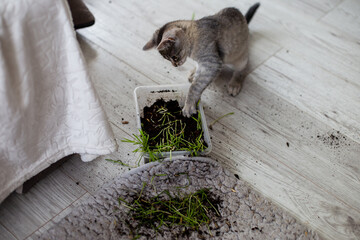 cat bandit rozrabiający kot rozkopuje ziemię z doniczki - obrazy, fototapety, plakaty