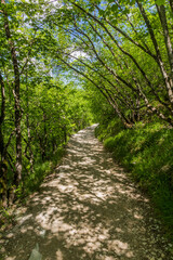 Fototapeta na wymiar Hiking path in Plitvice Lakes National Park, Croatia