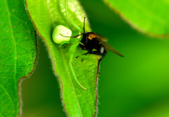 Crab-shaped spiders prey on insects that inhabit wild plants