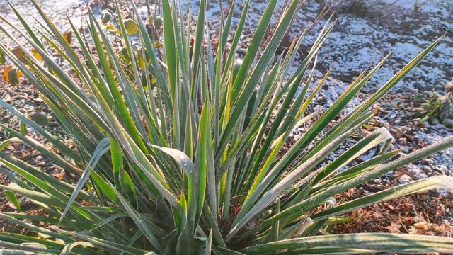 Yucca leaves in frost. yukka Palm tree growing outdoors. 