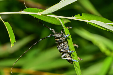 Insects inhabiting wild plants: Longhorn