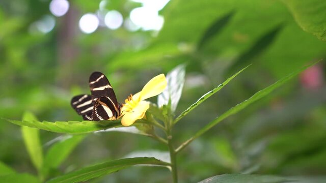 Mariposas de varios colores en entorno natural