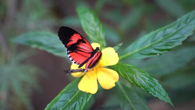 Mariposas de varios colores en entorno natural