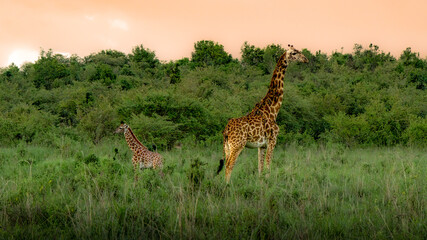 Giraffe mother and daughter
