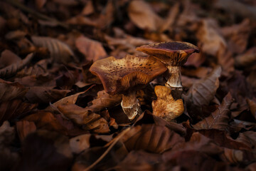 Light hitting brown mushrooms in a bed of brown leaves on a forest floor on a fall day in Germany.