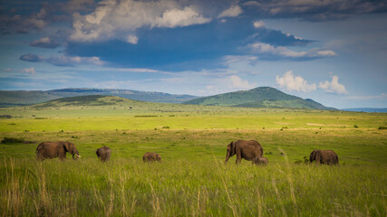 elephant grazing