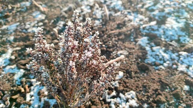 Thyme Herbs under snow in herbal rustic home garden. Winter thyme.