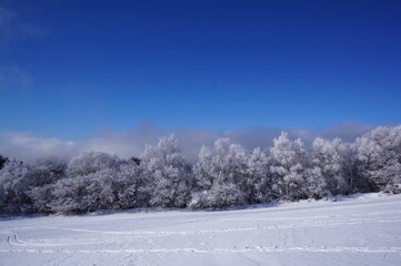 snow covered trees
