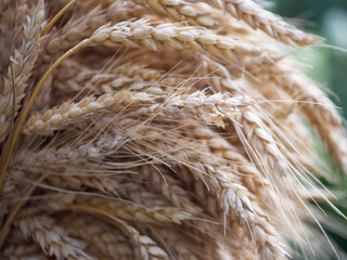 Wheat spikelets, a close-up picture. Ripe wheat ears.