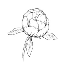 Peony Line Art, Poenies Outlines Isolated. Line Drawing. Botanical Line Art. FLoral black and white