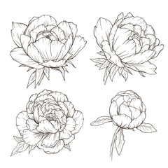 Peony Line Art, Poenies Outlines Isolated. Line Drawing. Botanical Line Art. FLoral black and white